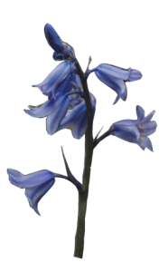 bluebell