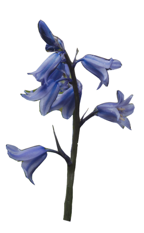 bluebell